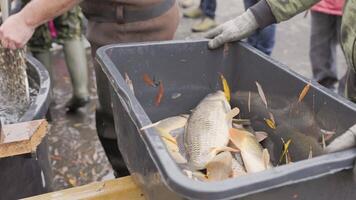Fishermen engaged in sorting freshly caught carp into plastic containers video