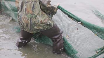 Fisherman skillfully drawing in a huge catch fish with net in water video