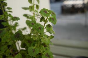 close up view of small leaf or leaves green pant with blurred background photo
