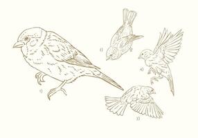 Hand drawn sparrow with line art style vector