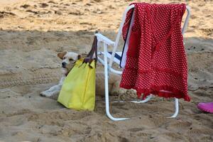 chair for relaxing in a cafe on the seashore photo
