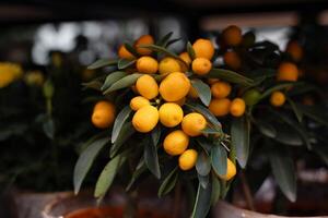 Vibrant kumquat tree with lush green leaves and ripe fruit. photo