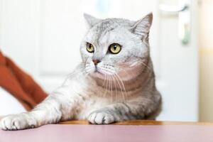 Cat, Grey, Table - A silver tabby cat with yellow eyes sits on a pink table, looking off to the side in a home setting. photo
