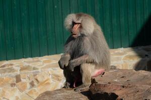 Baboon Zoo Enclosure Sitting Stone photo