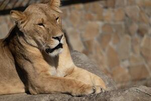 Lioness Zoo Enclosure Resting - A lioness relaxes on a rock in a zoo enclosure, possibly during a sunny day. photo