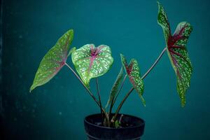 Caladium plants are known for their large, colorful leaves, often featuring green, pink and white patterns. It is popular as an ornamental plant because of the beauty of its leaves. photo