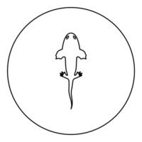 Axolotl ambystoma mexicanum overhead view icon in circle round black color illustration image outline contour line thin style vector