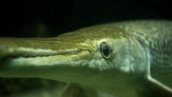 A close up of a fish with its mouth open video