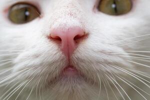 Closeup shot of nose and eyes of a white cat. Bokeh shot of a feline face with beautiful yellow eyes with hairy details around the nose. Textured Effects. Animal face photography theme photo