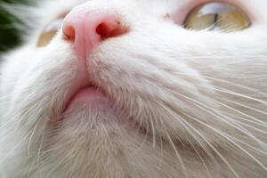Closeup shot of nose and eyes of a white cat. Bokeh shot of a feline face with beautiful yellow eyes with hairy details around the nose. Textured Effects. Animal face photography theme photo