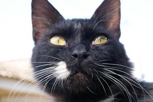 Closeup portrait of a black cat's face with a white patterned neck. Bokeh shot of a feline face with beautiful yellow eyes in bright and light background. Animal face photography theme photo