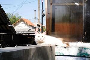 A pair of cats are relaxing sunbathing on the fence of the house. A black pet cat and a white cat are sitting together. Furry Pets. Cute and Lovely. Animal Behaviour. Cat in the yard. photo