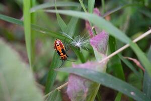 Insect pest of the type Dysdercus cingulatus climbing long grass. Insect with red back and a little black pattern. Cotton plant pest. Closeup shot. Macrophotography Themes photo