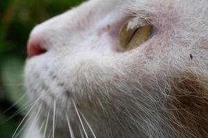 Closeup shot of nose and eyes of a white cat. Bokeh shot of a feline face with beautiful yellow eyes with hairy details around the nose. Textured Effects. Animal face photography theme photo