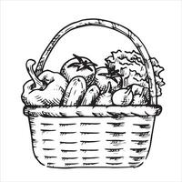 Basket with vegetables. Sketch style illustration. farm products, vintage vector