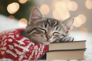 Cozy cat wearing glasses rests on books with festive background lights in daytime photo