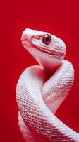 White snake coiled gracefully against a vivid red background in an artistic display photo