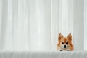 Cute dog peeking from behind white curtains in a bright room during daytime photo