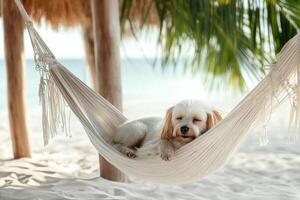 Dog relaxing in hammock under palm trees on a sandy beach during sunny day photo