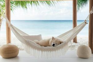 Dog relaxing in hammock under palm trees on a sandy beach during sunny day photo