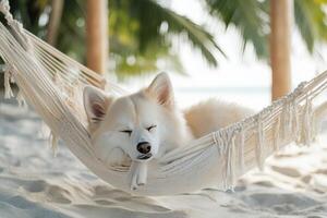 Dog relaxing in hammock under palm trees on a sandy beach during sunny day photo