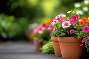 Colorful flowers in terracotta pots enhance a garden walkway in springtime photo
