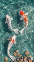 Koi fish swim gracefully in clear blue water surrounded by smooth stones in serene setting photo