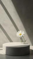 Bright daisy stands tall in minimalist setting with soft shadows and warm light photo