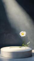 Bright daisy stands tall in minimalist setting with soft shadows and warm light photo