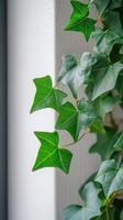 Vibrant green leaves showcasing intricate textures and natural beauty indoors photo