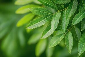 Lush green leaves in varying shades create a vibrant natural backdrop in a serene setting photo