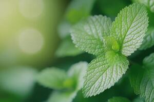 Lush green leaves in varying shades create a vibrant natural backdrop in a serene setting photo