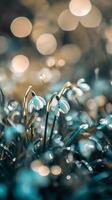 Delicate snowdrops bloom amidst glistening dew in a serene garden setting photo