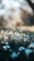 Delicate snowdrops bloom amidst glistening dew in a serene garden setting photo