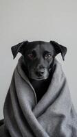 Dog wrapped in cozy gray blanket with a thoughtful expression indoors during winter photo