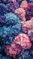 Vibrant hydrangea flowers bloom in a garden with shades of blue and pink during springtime photo