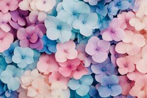 Colorful hydrangea flowers arranged in a vibrant display of pink and blue shades photo