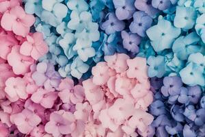 Colorful hydrangea flowers arranged in a vibrant display of pink and blue shades photo