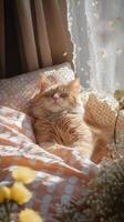 Cat relaxing on a cozy blanket surrounded by flowers in warm sunlight photo