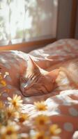 Cat relaxing on a cozy blanket surrounded by flowers in warm sunlight photo