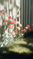 Soft pink flowers bloom beside a white wooden fence on a sunny day in a tranquil garden setting photo