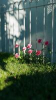 Soft pink flowers bloom beside a white wooden fence on a sunny day in a tranquil garden setting photo