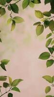 Green leaves frame softly diffused light in a natural setting photo