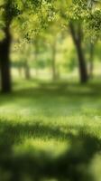 Sunlight filters through lush green trees in a serene park setting during midday photo