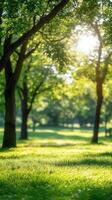 Sunlight filters through lush green trees in a serene park setting during midday photo