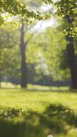 Sunlight filters through lush green trees in a serene park setting during midday photo