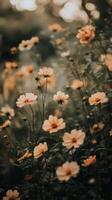 Blossoming orange flowers fill a serene garden setting during late afternoon light photo