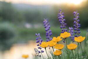 Colorful field of wildflowers in bloom with mountains in the background during spring photo