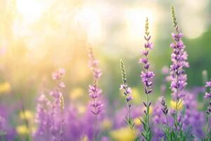 Colorful field of wildflowers in bloom with mountains in the background during spring photo