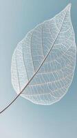 Delicate skeleton leaf against a serene blue background with soft lighting photo
